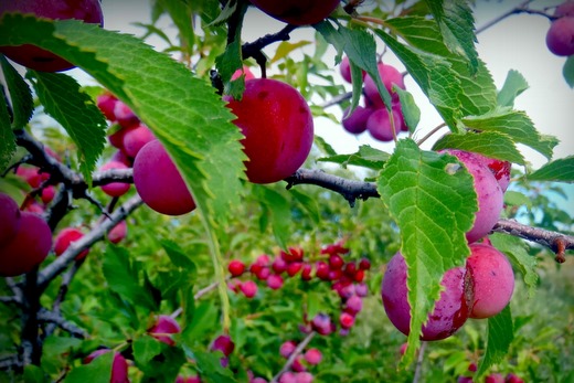 Where do plums come from?